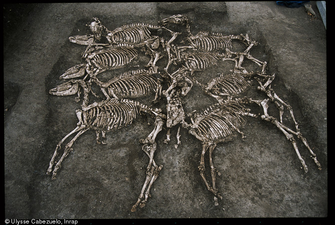 Fosse datée du Ier siècle avant notre ère, dans laquelle les squelettes de huit chevaux et de huit hommes ont été retrouvés, fouillée en février 2002 au pied de l'oppidum de Gondole sur la commune de Cendre (Auvergne).  Sur cette photo, les dépouilles des cavaliers ont été déjà prélevées.    