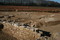 B&acirc;timent antique en bordure de la voie domitienne, Mas de Roux, Castries (H&eacute;rault), 2013.La fouille&nbsp;a r&eacute;v&eacute;l&eacute; les vestiges d&rsquo;un village m&eacute;di&eacute;val occup&eacute; du IXe&nbsp;au XVe&nbsp;si&egrave;cle de part et d'autre de la voie.