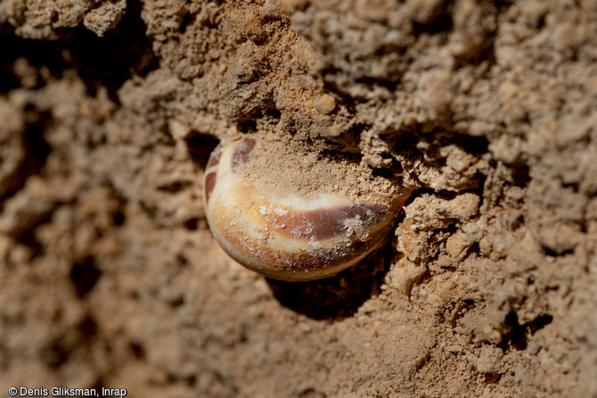 Prélèvement malacologique sur le site archéologique à Angoulême (Charente)