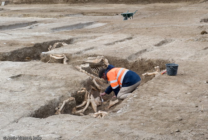 CARCASSES EN STOCK  L’archéozoologie s’intéresse aux restes animaux. Elle fournit des informations sur les rythmes d’occupation d’un site, l’évolution des paysages et l’impact écologique de l’homme sur son milieu et permet de reconstituer la longue histoire des rapports entre l’homme et l’animal. Intervention d’un archéozoologue sur un enchevêtrement de carcasses de chevaux à Bar-sur- Aube (Aube).  