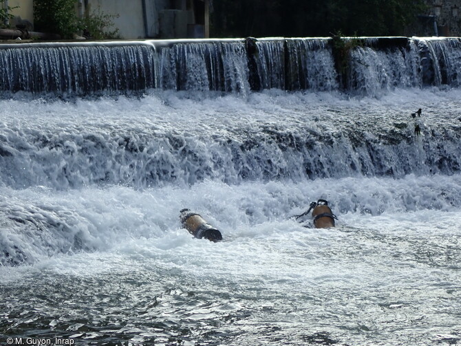 Prospection acrobatique au pied d'un seuil dans la Gère, à Vienne.