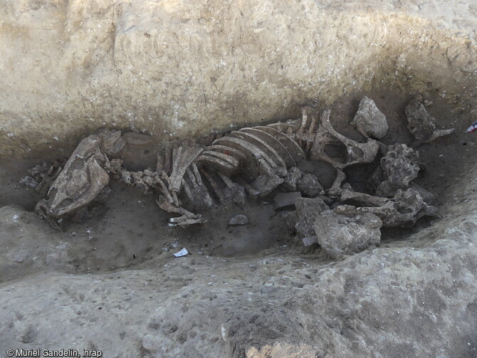 Squelette de vache d&eacute;pos&eacute; au fond du foss&eacute; du Bronze ancien d&eacute;couvert sous un comblement de blocs de pierre &agrave; Saint-Geni&egrave;s-de-Fontedit (H&eacute;rault) en 2022. Les c&ocirc;tes ont &eacute;t&eacute; sectionn&eacute;es et &eacute;cart&eacute;es pour permettent le pr&eacute;l&egrave;vement de certains organes internes , deux des pattes ont &eacute;t&eacute; arrach&eacute;es et les cornes coup&eacute;es. Trois cr&acirc;nes de bovins, probablement expos&eacute;s avant leur enfouissement, accompagnaient ce d&eacute;p&ocirc;t qui reste sans &eacute;quivalent. 
