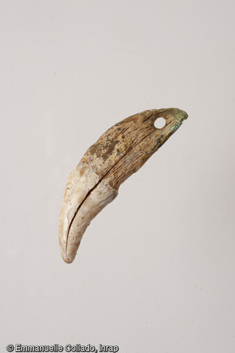 Dent de chien ayant servi de parure (pendeloque, bijou...) d&eacute;couverte dans l'habitat de l'&acirc;ge du Fer &agrave; Blanville-sur-Orne (Calvados) en 2021.