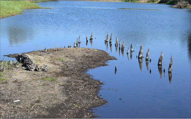 Vue de la p&ecirc;cherie fixe du site n&deg; 4 de l'&icirc;le Poulas (Maine-et-Loire) en cours de fouille en 2022. Un des  V  de la p&ecirc;cherie mat&eacute;rialis&eacute; par deux lignes de pieux dessinant un c&ocirc;ne, il &eacute;tait destin&eacute; &agrave; canaliser le poisson qui finissait pi&eacute;g&eacute; dans une nasse la plus &eacute;troite. D'apr&egrave;s les premi&egrave;res datations, ces p&ecirc;cheries auraient fonctionn&eacute; au cours du XIIe si&egrave;cle.