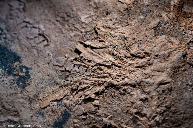 D&eacute;tail des r&eacute;sidus de feuilles dans le sarcophage du cavalier mis au jour dans le transept de Notre-Dame de Paris. Ces r&eacute;sidus ont &eacute;t&eacute; analys&eacute;s de l'institut m&eacute;dico-l&eacute;gal du CHU de Toulouse. Il s'agit des restes de feuilles et de fleurs, au niveau du cr&acirc;ne, ayant compos&eacute;s une couronne mortuaire.