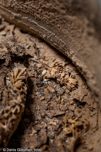 D&eacute;tail des r&eacute;sidus de fleurs dans le sarcophage du cavalier mis au jour dans le transept de Notre-Dame de Paris. Ces r&eacute;sidus ont &eacute;t&eacute; analys&eacute;s &agrave; l'institut m&eacute;dico-l&eacute;gal du CHU de Toulouse. Il s'agit des restes de feuilles et de fleurs, au niveau du cr&acirc;ne, ayant compos&eacute;s une couronne mortuaire.