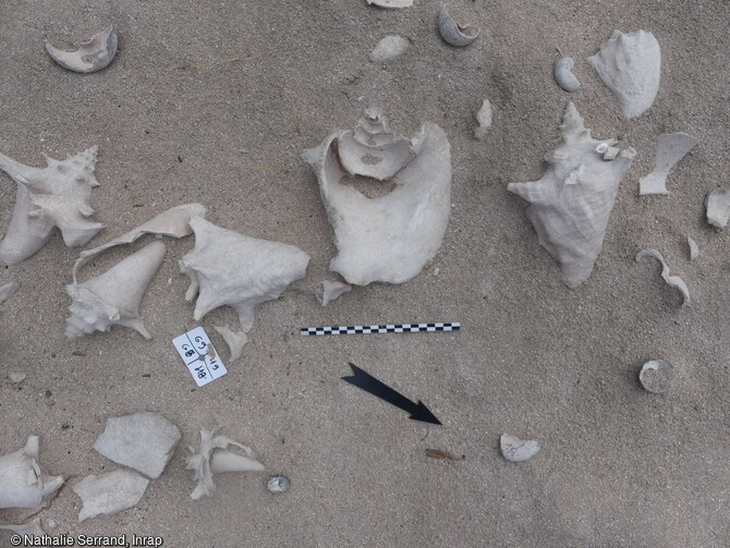 &Eacute;l&eacute;ments de coquilles de strombes (lambis) Aliger gigas et outil en corail rejet&eacute;s apr&egrave;s consommation, &eacute;pandage n&eacute;oindien, Saint-Barth&eacute;lemy (Guadeloupe), 2022.