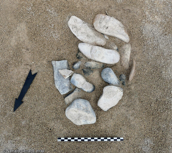 El&eacute;ments de coquilles de strombes (lambis) Aliger gigas et outil en corail rejet&eacute;s apr&egrave;s consommation, &eacute;pandage n&eacute;oindien (us 1008), fouill&eacute;s&nbsp; &agrave; Saint-Barth&eacute;lemy (Guadeloupe), 2022.