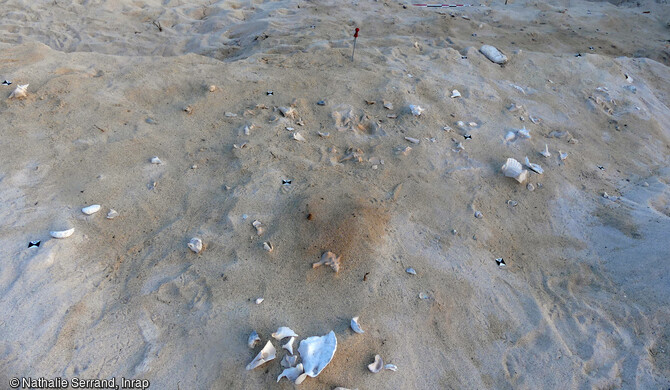 &Eacute;l&eacute;ments de coquilles de strombes (lambis) Aliger gigas et de burgos Cittarium pica rejet&eacute;s apr&egrave;s consommation, niveau pr&eacute;c&eacute;ramique / m&eacute;soindien, d&eacute;couverts &agrave; Saint-Barth&eacute;lemy (Guadeloupe), 2022.
