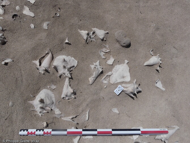 &Eacute;l&eacute;ments de coquilles de strombes (lambis) Aliger gigas et outil en corail rejet&eacute;s apr&egrave;s consommation, &eacute;pandage n&eacute;oindien, d&eacute;couverts &agrave; Saint-Barth&eacute;lemy (Guadeloupe), 2022