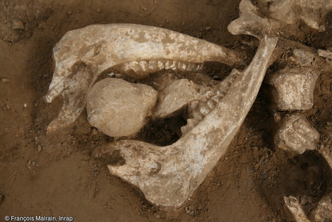 Mandibules de moutons soigneusement agenc&eacute;es autour d'un rognon de silex et d&eacute;pos&eacute;es dans le foss&eacute; qui d&eacute;limite le sanctuaire gaulois&nbsp; de Saint-Just-en-Chauss&eacute;e (Oise). Ces animaux&nbsp; ont fait l'objet de sacrifices et/ou d'une consommation collective lors d'un&nbsp; banquet avant d'&ecirc;tre rejet&eacute;s. 
