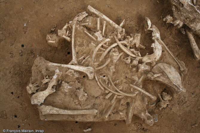 Ce chien, en partie d&eacute;sarticul&eacute;, a &eacute;t&eacute; d&eacute;pos&eacute; dans le foss&eacute; d'enceinte du sanctuaire gaulois de Saint-Just-en-Chauss&eacute;e (Oise).