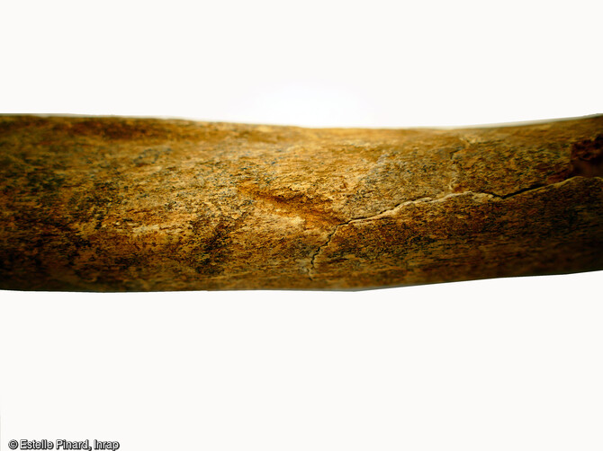 Trace de coup sur le f&eacute;mur d'un adulte dans le but de d&eacute;sarticuler ou d&eacute;carniser le membre, mis au jour dans une fosse du sanctuaire gaulois de Saint-Just-en-Chauss&eacute;e (Oise). La date du d&eacute;c&egrave;s de l'individu se situe entre le d&eacute;but du 2e et la fin du 1er si&egrave;cle av. notre &egrave;re.