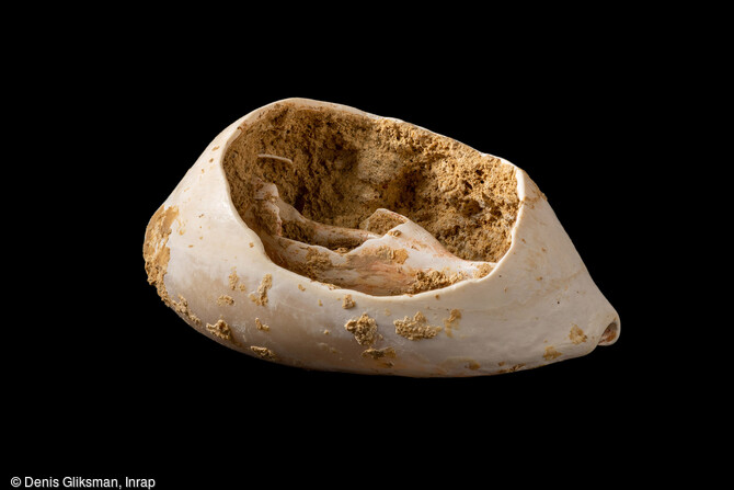 Coquille de cyprée (Cyprea sp, 3,75x2,35 mm) présentant une large ouverture dorsale du Magdalénien moyen récent, découvert lors des fouilles du site de Bellegarde (Gard). Coquillage marin utilisé comme élément de parure. 