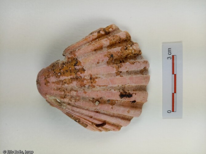 Coquille de pèlerin découverte dans l'une des sépultures du cimetière Saint-Martin à Colmar (Haut-Rhin). 