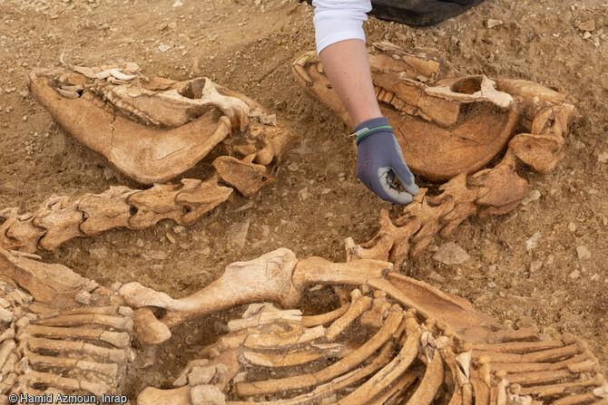 Dégagement des chevaux déposés dans une fosse datant de 100 avant notre ère à 100 de notre ère à Villedieu-sur-Indre (Indre). Les observations archéologiques révèlent qu'il s'agit de petits chevaux, d'1m 20 de hauteur au garrot, caractéristique du cheptel gaulois. Tous sont des mâles et des adultes de plus de 4 ans.        @font-face 	{ 	panose-1:2 11 6 4 2 2 2 2 2 4;}@font-face 	{ Cambria Math ; 	panose-1:2 4 5 3 5 4 6 3 2 4;}p.MsoNormal, li.MsoNormal, div.MsoNormal 	{ 	mso-style-parent:  ; 	margin:0cm; 	margin-bottom:.0001pt