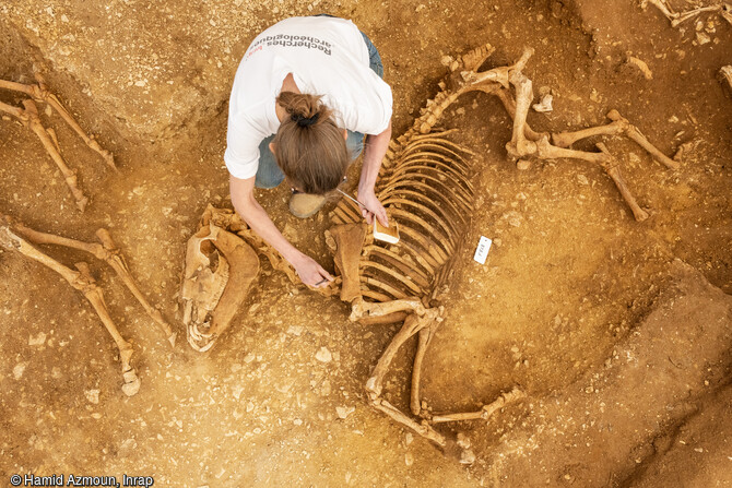 Dégagement des chevaux déposés dans une fosse datant de 100 avant notre ère à 100 de notre ère à Villedieu-sur-Indre (Indre). Les observations archéologiques révèlent qu'il s'agit de petits chevaux, d'1m 20 de hauteur au garrot, caractéristique du cheptel gaulois. Tous sont des mâles et des adultes de plus de 4 ans.        @font-face 	{ 	panose-1:2 11 6 4 2 2 2 2 2 4;}@font-face 	{ Cambria Math ; 	panose-1:2 4 5 3 5 4 6 3 2 4;}p.MsoNormal, li.MsoNormal, div.MsoNormal 	{ 	mso-style-parent:  ; 	margin:0cm; 	margin-bottom:.0001pt