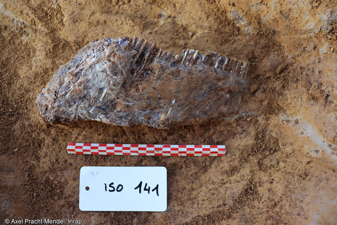 Mandibule de cheval mise au jour durant la fouille du Paléolithique moyen à Fameck (Moselle). 