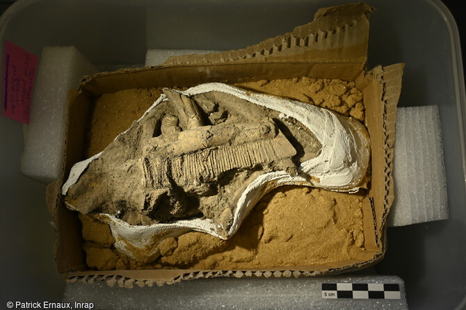 Peigne en os ou bois de cervidé prélevé à l'aide de bandes plâtrées, provenant d'un individu inhumé à La Flotte sur l'île de Ré (Charente-Maritime)