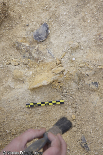 Dégagement d'un os d'un grand herbivore contenu dans le limon calcaire fluviatile au cours  de la fouille de la rue du Soleil levant à Abbeville (Somme). Au Paléolithique inférieur, la parcelle se situait sur les bords de la Somme qui se trouve aujourd'hui à 2 km. Ces limons fluviatiles ont été datés aux alentours de 600 000 ans. 