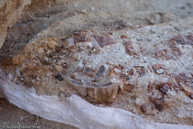 Vue de détail d'une dent de rhinocéros étrusque mise au jour au cours de la fouille de la rue du Soleil levant à Abbeville (Somme).