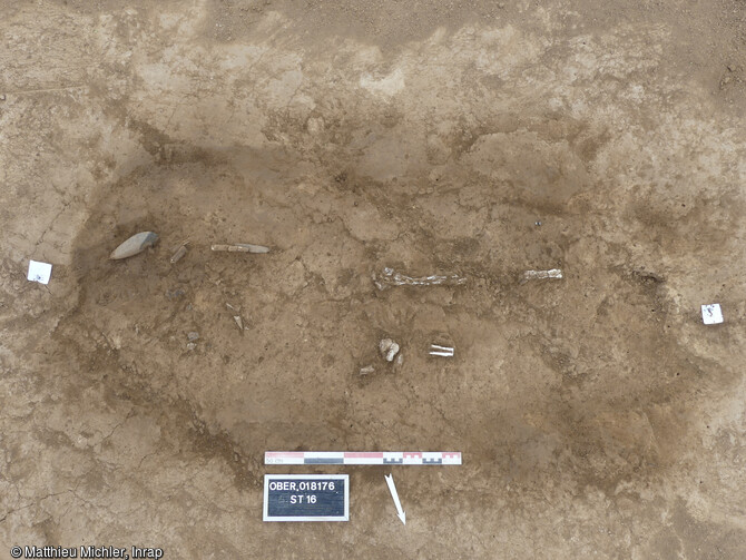 Vue en plan de l'inhumation 16 datée du Néolithique récent (4000-3400 av. notre ère) et perturbée par les labours. On distingue à l'est une lame de hache en roche noire et une lame de ciseau ou d'herminette en schiste, Oberschaeffolsheim (Bas-Rhin).