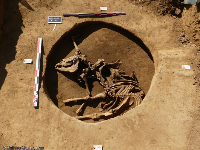 Fond d'un silo avec dépôt d'une jument daté de l'âge du Bronze ancien (18e-17e siècles av. notre ère), Oberschaeffolsheim (Bas-Rhin)