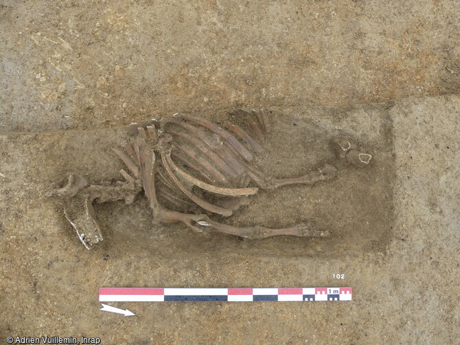 Fosse d'enfouissement d'une carcasse d'équidé à Dasles (Doubs)
