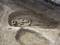 Sépultures en cours de fouille dans le cadre de suivis de travaux pour la construction de réseaux urbains à Bobigny, qui a mis au jour un nouveau pôle funéraire daté de la Tène moyenne.