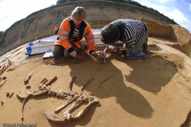 Fouille d'un tronçon thoracique de cervidé adulte sur un site préhistorique et paléontologique à Tourville-la-Rivière (Seine-Maritime), 2010.  L'opération archéologique se focalise sur des nappes alluviales riches en vestiges et caractéristiques de la fin d’une période interglaciaire, datant d’environ 200 000 ans.  © Inrap, Hervé Paitier,