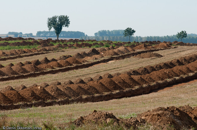 Diagnostics arch&eacute;ologiques &agrave; Marquion (Pas-de-Calais), sur le canal Seine-Nord Europe, 2009.