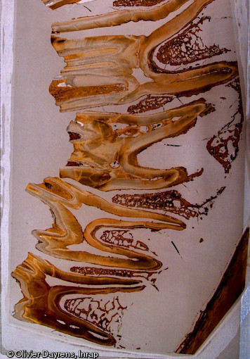 Lame mince de r&eacute;f&eacute;rence d'h&eacute;mi-mandibule de bovin&eacute;, 2008.  La lecture microscopique du dernier d&eacute;p&ocirc;t de c&eacute;ment pr&eacute;sent sur les racines dentaires, ou c&eacute;mentologie, permet de d&eacute;finir la saison de mort de l'animal consomm&eacute; sur un site arch&eacute;ologique et ainsi d'appr&eacute;hender la gestion d'un territoire&nbsp;de la population concern&eacute;e.  &nbsp;  Photo publi&eacute;e dans le num&eacute;ro 21 de la revue de l'Inrap <a class= rte-link-ext  href= http://www.inrap.fr/archeologie-preventive/Recherche-scientifique/Archeopages/Les-numeros/HS01-21-22-23-2008/Numero-21/Dossier-Limites-et-territoires/p-9438-Territoires-et-