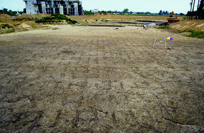 Vue générale du vignoble de Port Ariane (Hérault), IIe s. avant notre ère, 1999.  La mise au jour de cette grande parcelle de vigne (plus de 2ha reconnus) est en adéquation avec les données céramologiques et carpologiques du site voisin de Lattara. Les fosses allongées, ou alvei, recevaient un pied à chaque extrémité. La densité de plantation avoisine les 10 000 pieds à l'hectare.      Photo publiée dans le numéro 23 de la revue de l'Inrap <a class= rte-link-ext  h