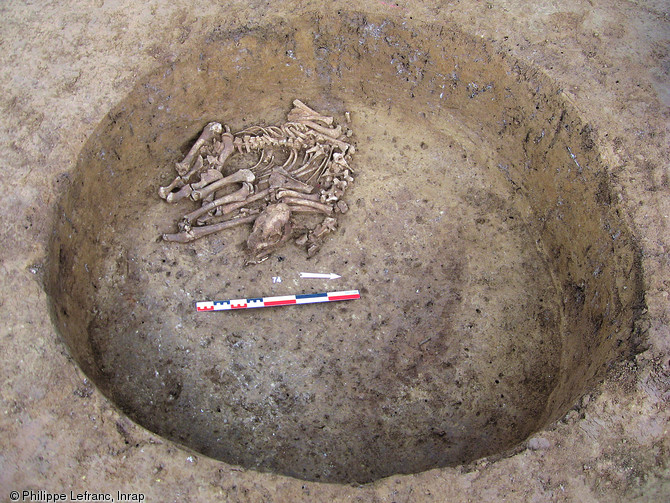 Squelette d'un faon de 4-5 mois retrouv&eacute; dans le comblement d'une fosse du N&eacute;olithique r&eacute;cent &agrave; Leimen (Bas-Rhin), 2006.  Les d&eacute;p&ocirc;ts de cervid&eacute;s sont attest&eacute;s sur plusieurs sites en Alsace : constitu&eacute;s de jeunes animaux, ils sont interpr&eacute;t&eacute;s comme des d&eacute;p&ocirc;ts symboliques qui dans certains cas ont pu rester accessibles (des pr&eacute;l&egrave;vements de segments anatomiques et des repositionnements d'ossements ont &eacute;t&eacute; constat&eacute;s).  Photo publi&eacute;e dans le num&eacute;ro 28 de la revue de l'Inrap <a class= rte-link-ext  href= http://www.inrap.fr/archeologie-preventive/Recherche-scientifique/Archeopages/Les
