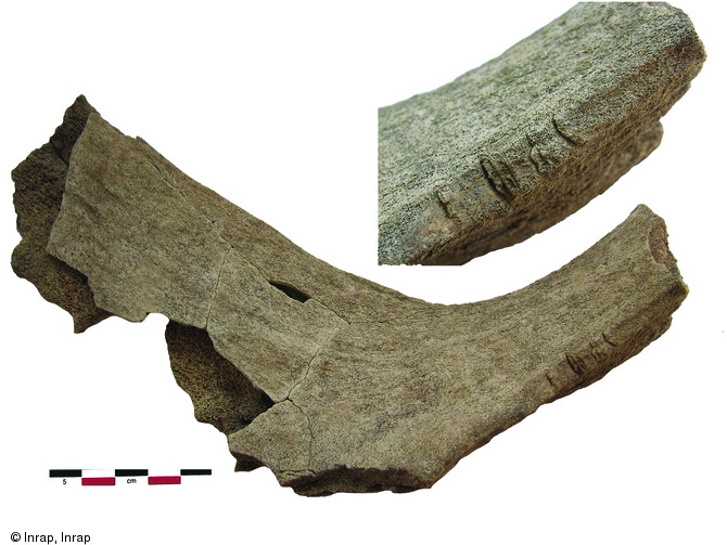 Fragments de bois de daim mis au jour sur le site du Grand Essart &agrave; Jard-sur-Mer (Vend&eacute;e) en 2008.  Une douzaine de restes de bois et de m&eacute;tapodes de daim ont &eacute;t&eacute; d&eacute;couverts sur le site, interpr&eacute;t&eacute; comme &eacute;tant la partie agricole d'une villa gallo-romaine occup&eacute;e entre les Ier et IVe s. de notre &egrave;re : la villa du Grand Essart aurait ainsi abrit&eacute; un authentique parc &agrave; gibier.  Photo publi&eacute;e dans le num&eacute;ro 28 de la revue de l'Inrap <a class= rte-link-ext  href= http://www.inrap.fr/archeologie-preventive/Recherche-scientifique/Archeopages/Les-numeros/28-29-30-H