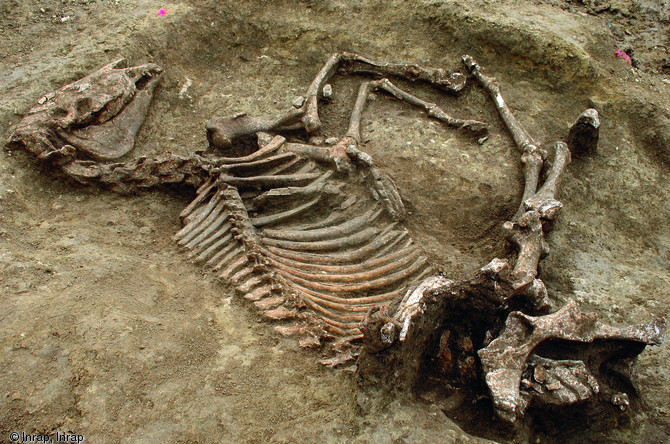 D&eacute;p&ocirc;t animalier retrouv&eacute; dans un des lobes d'une fosse creus&eacute;e dans un tumulus &agrave; Villermanoche (Yonne), d&eacute;but du Ier s. avant notre &egrave;re. Fouille men&eacute;e en 2009.  Le d&eacute;p&ocirc;t se compose d'un cheval et d'un cerf (dont les restes se situent sur l'arri&egrave;re-train de l'&eacute;talon) : le cheval se distingue par sa hauteur au garrot importante, le cerf par la pr&eacute;sence d'une mentonni&egrave;re autour de la mandibule qui indique une activit&eacute; cyn&eacute;g&eacute;tique.   Photo publi&eacute;e dans le num&eacute;ro 28 de la revue de l'Inrap <a class= rte-link-ext  href= http://www.inrap.fr/archeologie-preventive/Recherche-scien