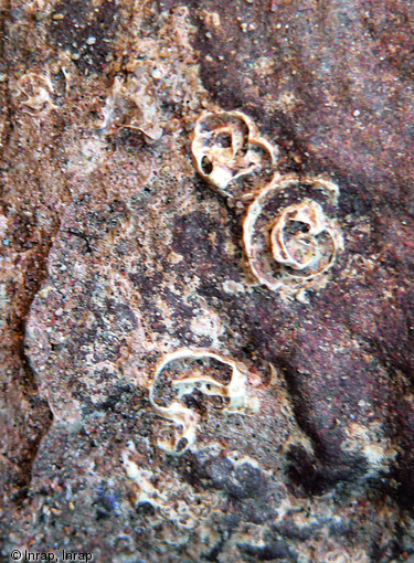 Coquilles altérées de vermets retrouvées sur une structure interprétée comme la jetée du port antique de Forum Iulii (Fréjus, Var), 1998.  D'autres espèces marines ont également été repérées : huîtres, balanes, serpules...  Photo publiée dans le numéro 30 de la revue de l'Inrap <a class= rte-link-ext  href= http://www.inrap.fr/archeologie-preventive/Recherche-scientifique/Archeopages/Les-numeros/28-29-30-HS02-2010/Numero-30/Dossier-Homme-et-littoral/p-13949-Le-port-antique-de-Forum-Iulii.-Decouverte-d-une-jetee-a-l-extremite-est-du-quai-m