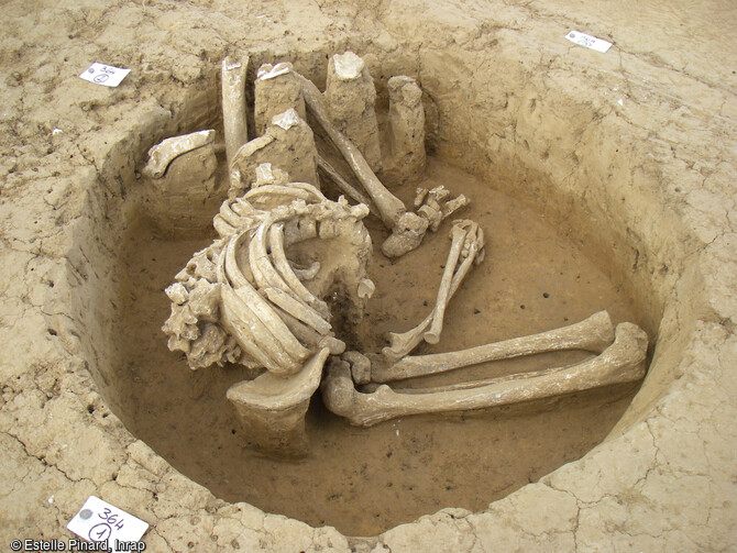 Un des Gaulois inhum&eacute;s assis du sanctuaire de Saint-Just-en-Chauss&eacute;e (Oise) mis au jour en 2008.Les interpr&eacute;tations de cette pratique varient et voient tour &agrave; tour dans ces d&eacute;funts des personnages particuliers inhum&eacute;s selon un rite fun&eacute;raire sp&eacute;cial, des condamn&eacute;s &agrave; mort ou encore des sacrifi&eacute;s.    Photo publi&eacute;e dans l'ouvrage Arch&eacute;ologie de la mort en France, Lola Bonnabel, coll. Arch&eacute;ologies de la France.      