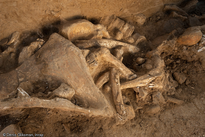 Omoplate, c&ocirc;tes et vert&egrave;bres du mammouth d&eacute;couvert &agrave; Changis-sur-Marne (Seine-et-Marne) en 2012.
