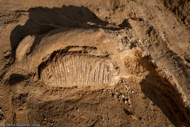 Cr&acirc;ne et molaire droite du mammouth, Changis-sur-Marne (Seine-et-Marne), 2012.