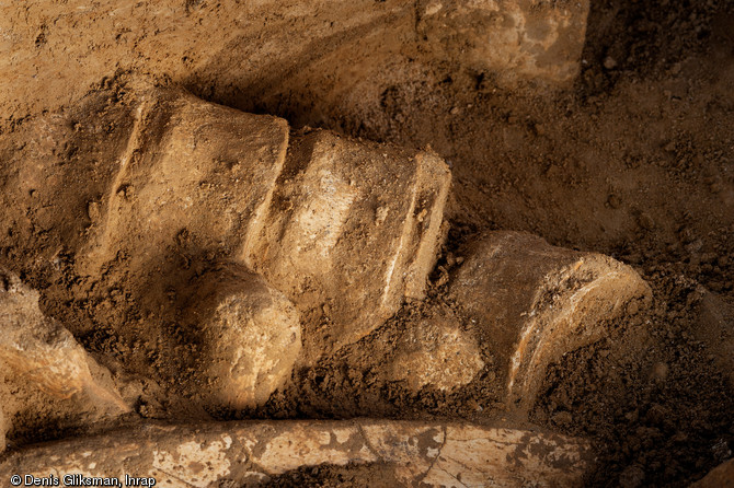Ensemble de vert&egrave;bres de mammouth en connexion, Changis-sur-Marne (Seine-et-Marne), 2012.