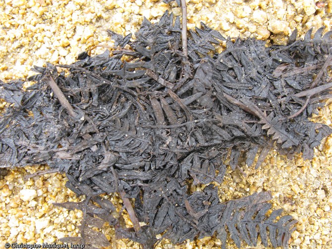 Foug&egrave;res rejet&eacute;es dans un puits gaulois, IIe-Ier s., Saint-Gence (Haute-Vienne), 2009.  Tr&egrave;s bien conserv&eacute;es dans l'eau depuis 2000 ans, ces foug&egrave;res appartenaient sans doute &agrave; une liti&egrave;re animale. 
