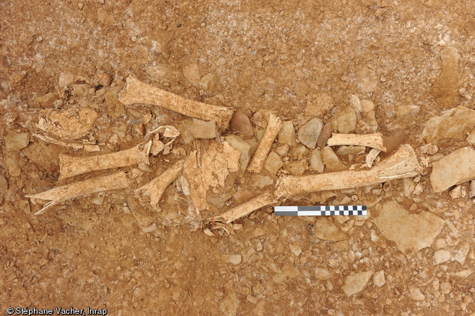 Restes de repas mis au jour au fond d'un foss&eacute; d&eacute;limitant une ferme gauloise, IIe-Ier&nbsp;s. avant notre &egrave;re, Andilly (Charente-Maritime), 2012.