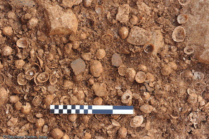Vue de d&eacute;tail d'un d&eacute;p&ocirc;t de coquillages dans le foss&eacute; externe de l'enclos de la ferme gauloise d'Andilly (Charente-Maritime), IIe-Ier s. avant notre &egrave;re, 2012.