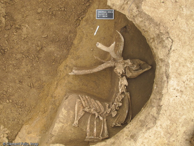 Dépôt d'une partie de cerf dans un silo, entre 450 et 350 avant notre ère, Obernai (Bas-Rhin), 2013.