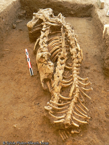 Association dans un coffrage d'un défunt adulte, de trois rachis et de deux crânes de chevaux, IIe-IIIe s. de notre ère, Évreux (Eure), 2007.Cette pratique funéraire consistant à associer dans les sépultures des éléments d'équidés et des squelettes humains en position souvent atypique était jusqu'alors inconnue en Gaule romaine.   