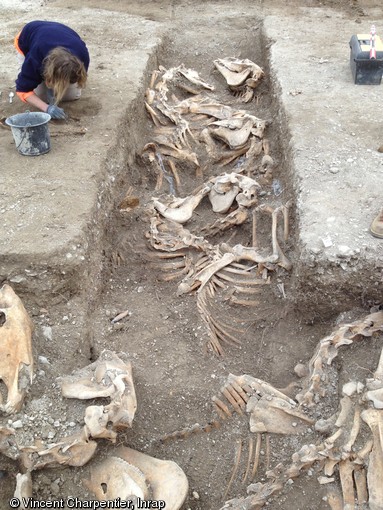 Tranchée en zig-zag abritant des chevaux, probablement morts dans un incendie au cours de la deuxième guerre mondiale, Bar-sur-Aube (Aube), 2013.A gauche de la tranchée, un archéologue met au jour une sépulture gallo-romaine.