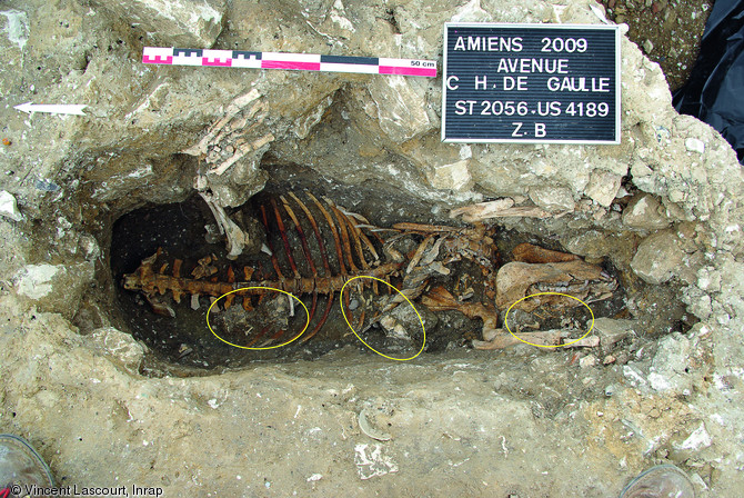Squelettes d'une truie et de trois porcelets (cercles jaunes) en connexion, fouille men&eacute;e avenue Charles de Gaulle &agrave; Amiens (Somme), 2009.Il n'a pas &eacute;t&eacute; possible de d&eacute;terminer la cause de la mort de ces quatre animaux. La connexion des ossements &eacute;carte l'hypoth&egrave;se d'une consommation des b&ecirc;tes mais des traces de d&eacute;coupes t&eacute;moignent d'une manipulation du cadavre de la truie, &agrave; savoir l'ouverture du thorax et le pr&eacute;l&egrave;vement de sous-produits.    Photo publi&eacute;e dans le num&eacute;ro 35 de la revue de l'Inrap&nbsp;<a class= rte-link-ext  href= http://www.inrap.fr/archeologie-p