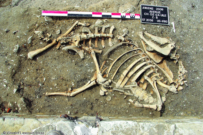 Squelette d'une vache de r&eacute;forme retrouv&eacute; en connexion, avenue Charles de Gaulle, Amiens (Somme), 2009.   Photo publi&eacute;e dans le num&eacute;ro 35 de la revue de l'Inrap&nbsp;Arch&eacute;opages.     