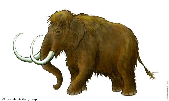 Mammouth